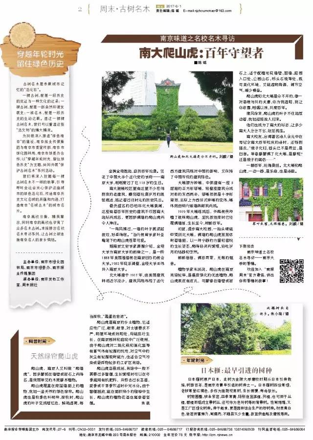 一树一故事｜南大爬山虎百年守望者