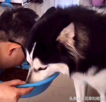 哈士奇不喂狗粮自己可以喂什么吃,二哈哈士奇吃狗粮