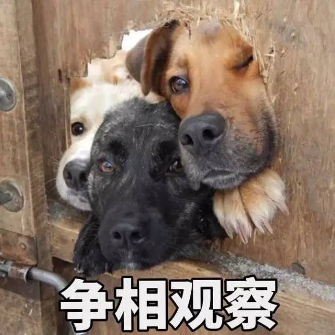 王诗龄晒奢侈品被吐槽,王诗龄奢侈