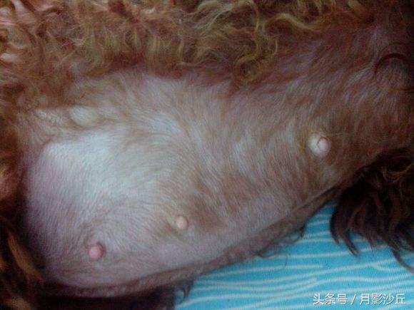 怀孕期间泰迪注意事项,泰迪犬切除子宫后该注意什么