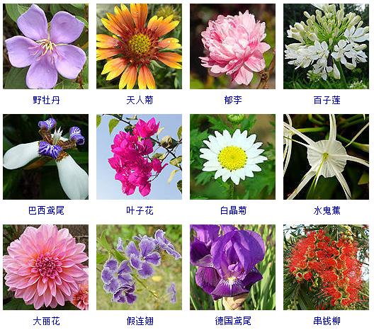 精心整理了150种花卉,还告诉你怎么养!必须收藏