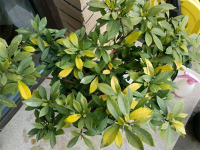 栀子花叶子发黄的解决方法,栀子花叶子发黄了还长虫子怎么办