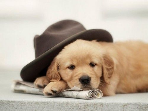 盘点全网最精的狗狗,史上最全狗狗大全