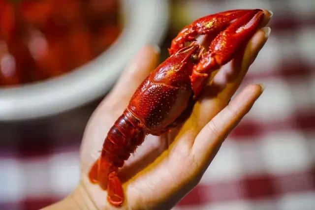 广州小龙虾视频,广州哪里买鲜活小龙虾