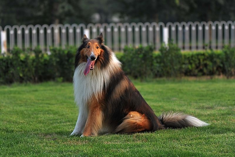 盘点全网最精的狗狗,全网狗狗大合集