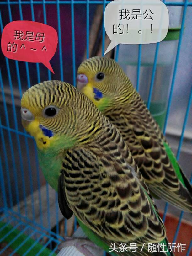 宠物鹦鹉幼鸟公母一对,宠物鹦鹉怎么分
