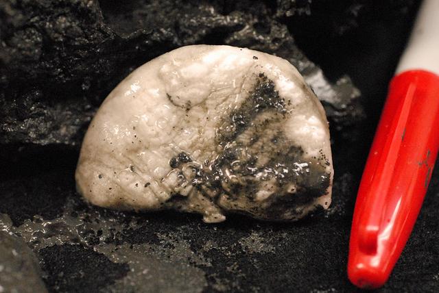 鍐板窛閲婃斁鐢茬兎,鍖楁瀬鍐板窛鍙戠幇鐢茬兎