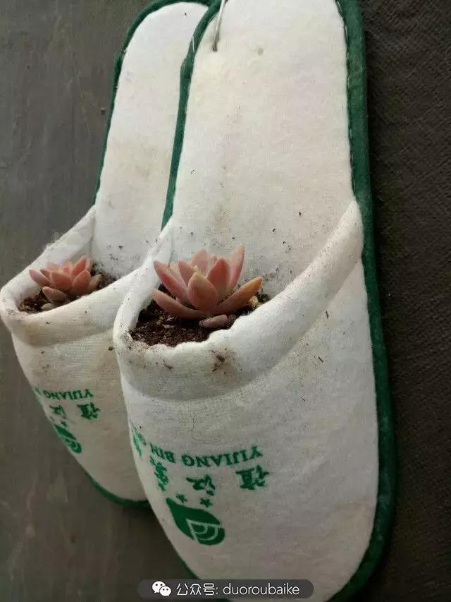 用多肉做花的方法,多肉植物自制方法