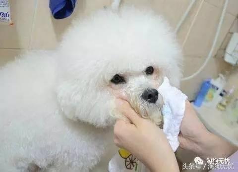 养狗前要学会的八件事,新手养狗怎么给狗狗养成习惯