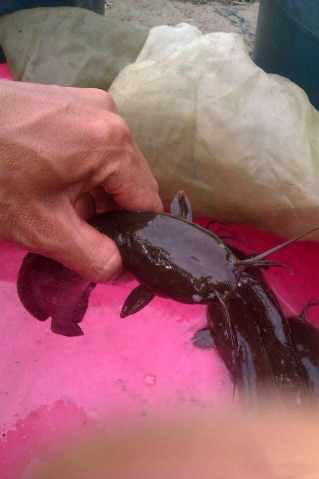 受伤的鱼怎么钓最好,钓到的鱼怎么抓不扎手