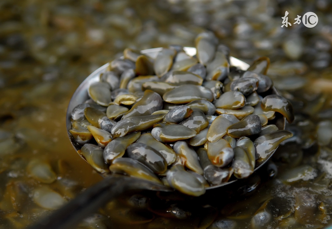 鑸屽皷涓婄殑濡備笢鍗佸ぇ缇庨,鑸屽皷涓婄殑濡備笢缇庨灏忓悆