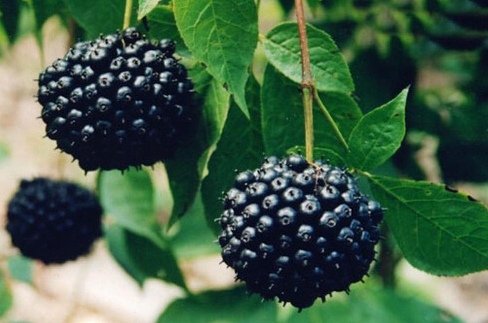 男人吃着锅里想着碗里是真爱吗,男人吃着碗里望着锅里的说说