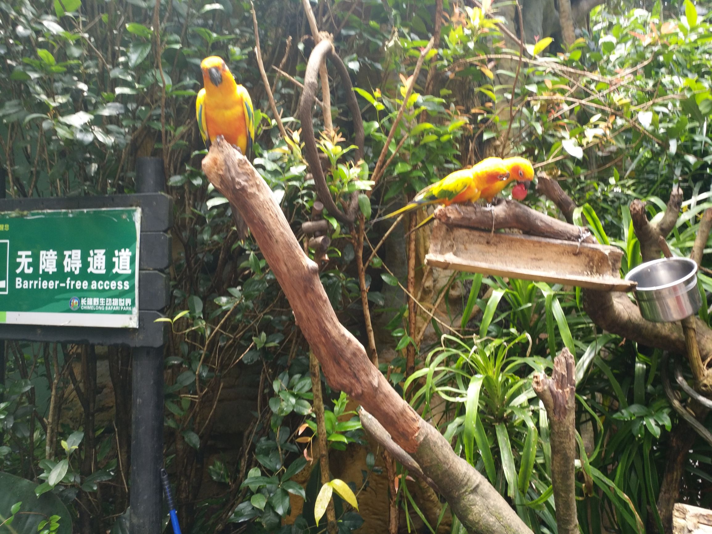 带一岁半宝宝去长隆野生动物园,长隆野生动物园最佳路线图