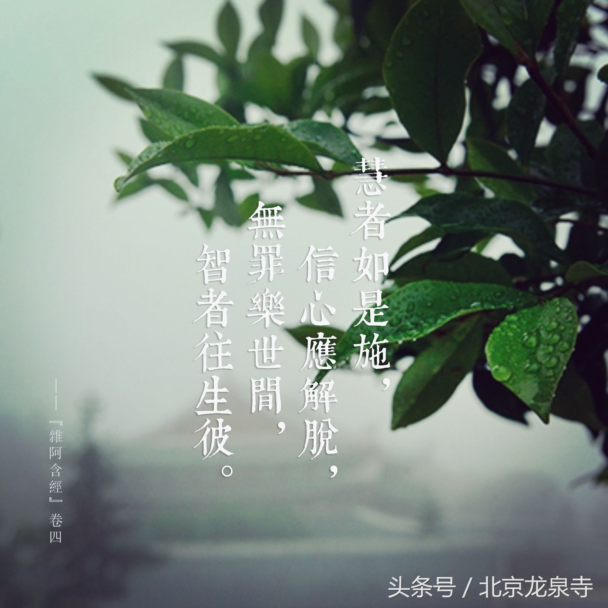 皈依前如何学佛,是否要皈依才能学佛