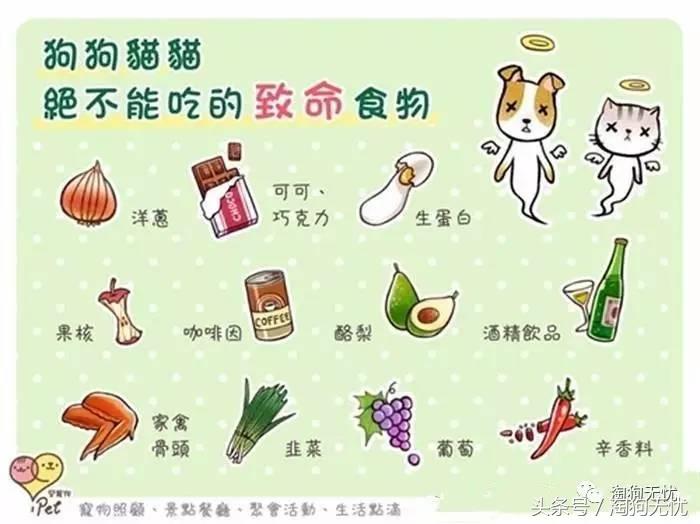 养狗前要学会的八件事,新手养狗怎么给狗狗养成习惯