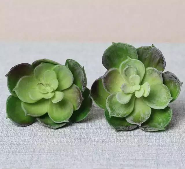 晒伤后的多肉能用芦荟修复吗,多肉从室内搬到室外被晒伤