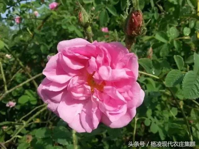 来穿越花海赴春天的约会,龙丽威大马士革玫瑰庄园