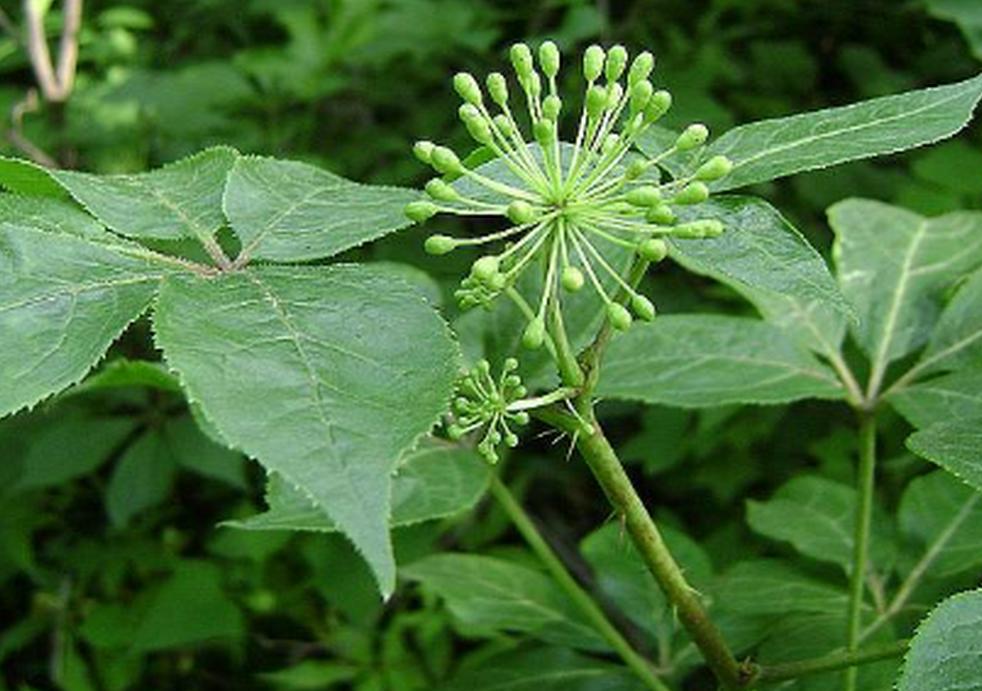 男人吃着锅里想着碗里是真爱吗,男人吃着碗里望着锅里的说说