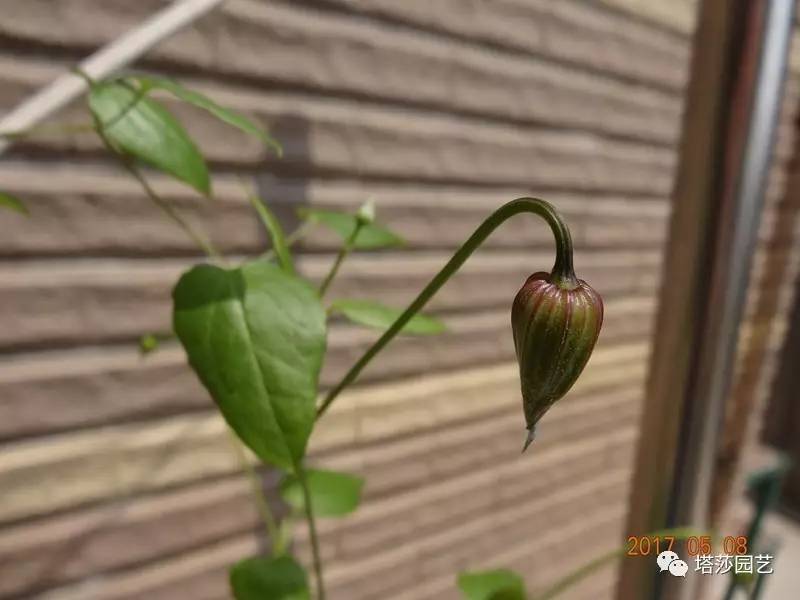 小城花事，泥土中滋生的花园梦