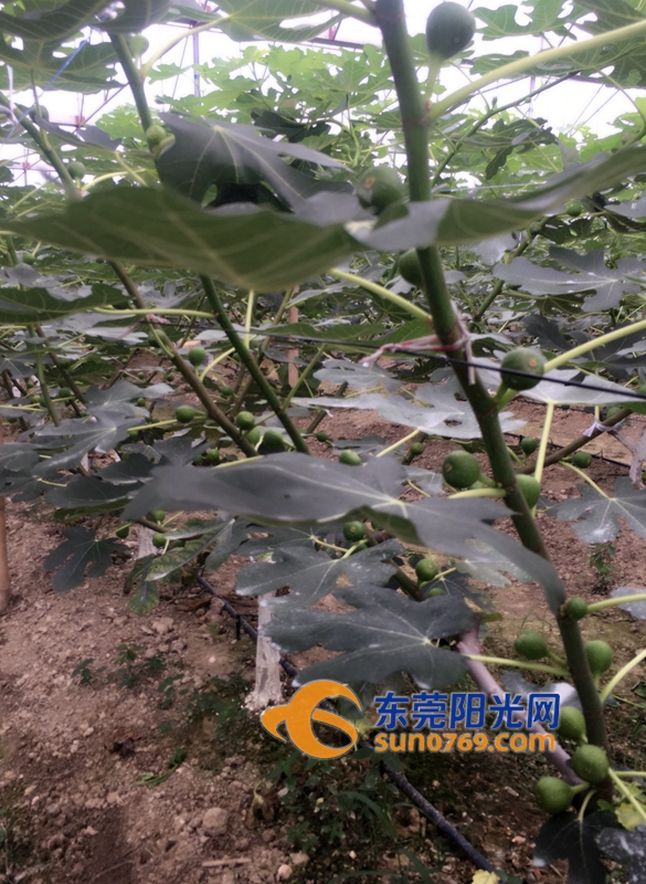 新上市的无花果,青皮无花果上市