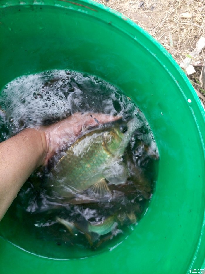 刚学会钓鱼就上钩了,刚刚学钓鱼好吗