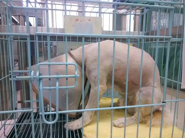 当宠物医生的感受,做宠物医生要什么条件