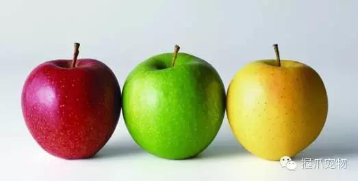 孕妇怀孕期间可以养宠物吗,孕妇家里养宠物好不好