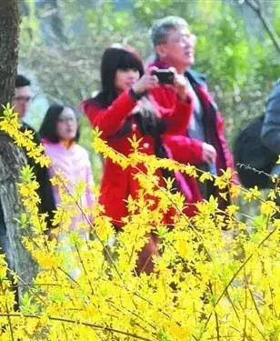 温暖的春天烟台,春天来了呈现出一片花的海洋