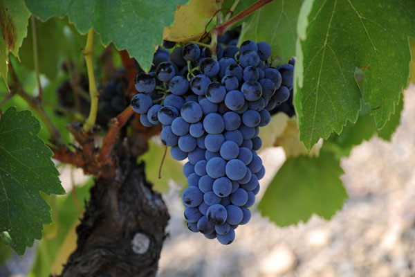 西班牙最好的十大葡萄酒,你不得不知的8个生活常识