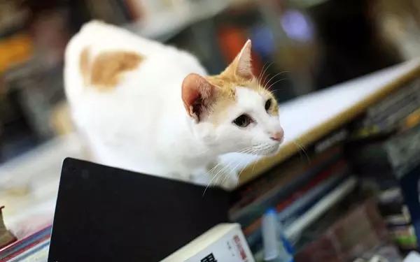 物道丨这家书店，养了33年的猫