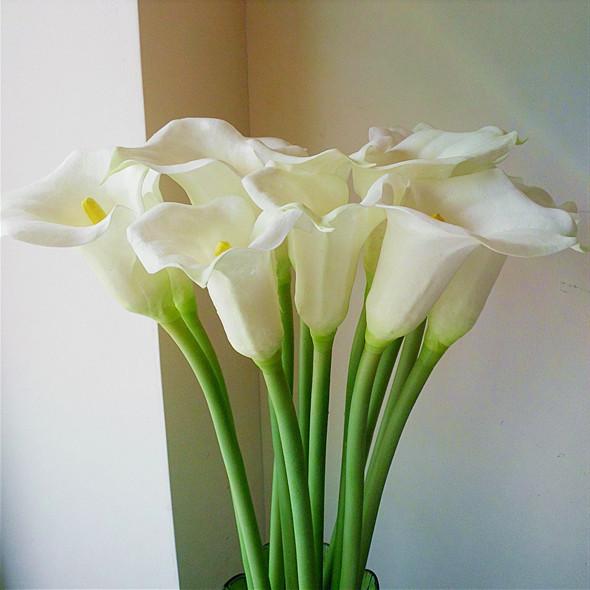 彩色马蹄莲开花期间怎么养护,马蹄莲插花养护注意事项图片