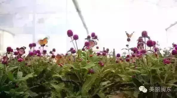 宁德丽城小筑农家乐,宁德周边农家乐一日游