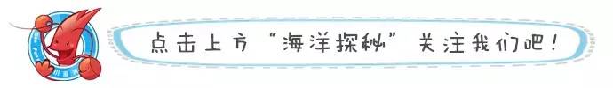 鲨鱼一直游泳会沉入海底吗,海洋生物漫谈内容