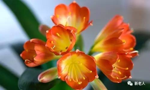 全国56个市花图片,中国各市市花集中图