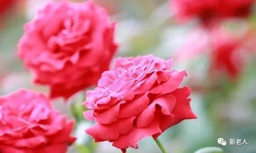 全国56个市花图片,中国各市市花集中图