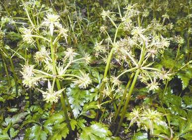 中药黄连主治病症,中药川黄连的功效