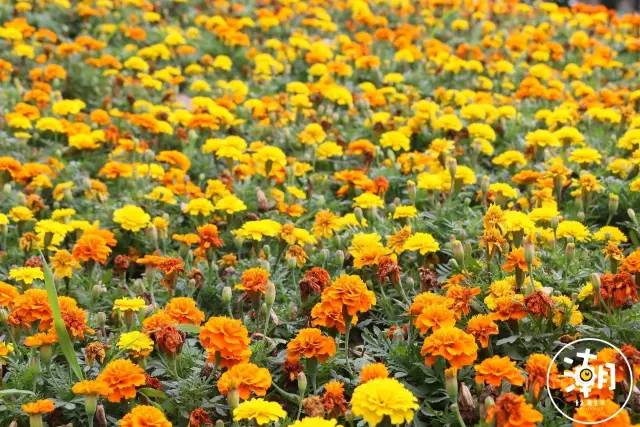 重庆桂花园景点,重庆桂花公园免费