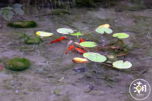 重庆桂花园景点,重庆桂花公园免费