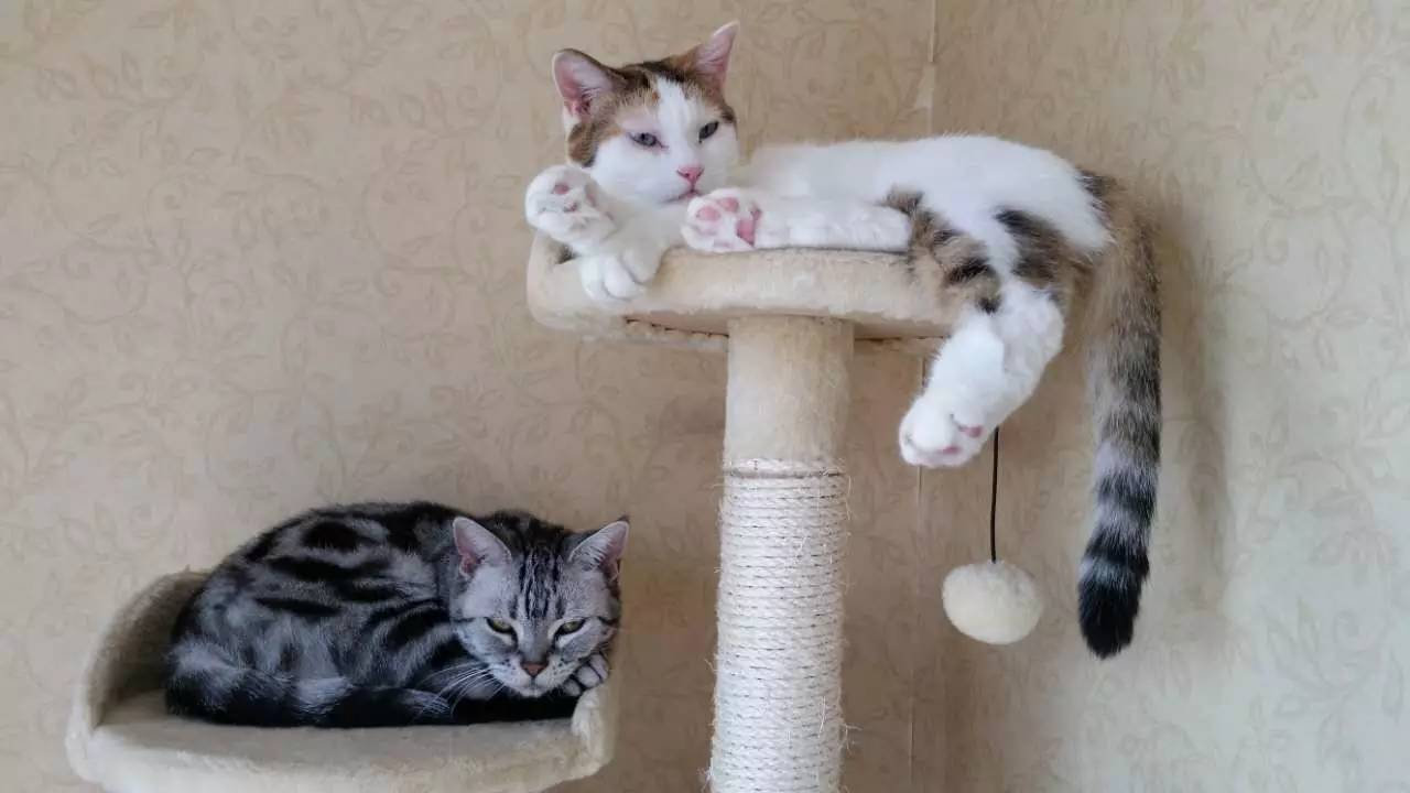 我们和演艺圈最会养猫、码字，知乎最会演戏的段子手聊了聊