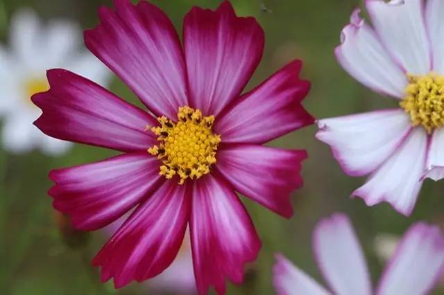 国旅学院的冷餐会不错噢学生证补办流程你都知道？心仪的课程抢到了嘛？周知师大与你一起（5.28—6.2）