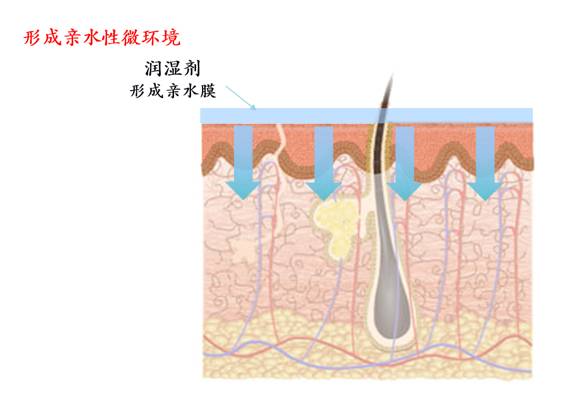 基础护肤的正确步骤油性皮肤,基础护肤的正确的全部步骤