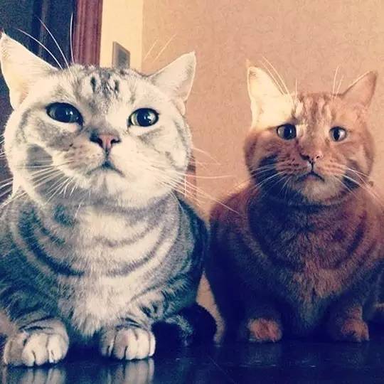 我们和演艺圈最会养猫、码字，知乎最会演戏的段子手聊了聊