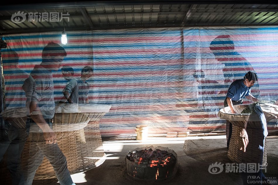 六安瓜片纯手工制作,新茶六安瓜片手工