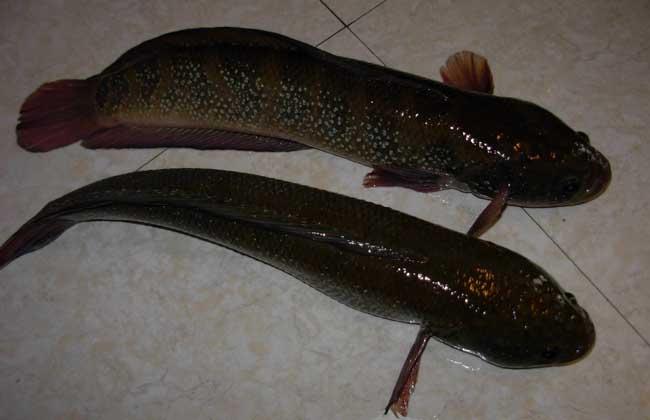 野生七星鱼和养殖区别,野生七星鱼的养殖视频