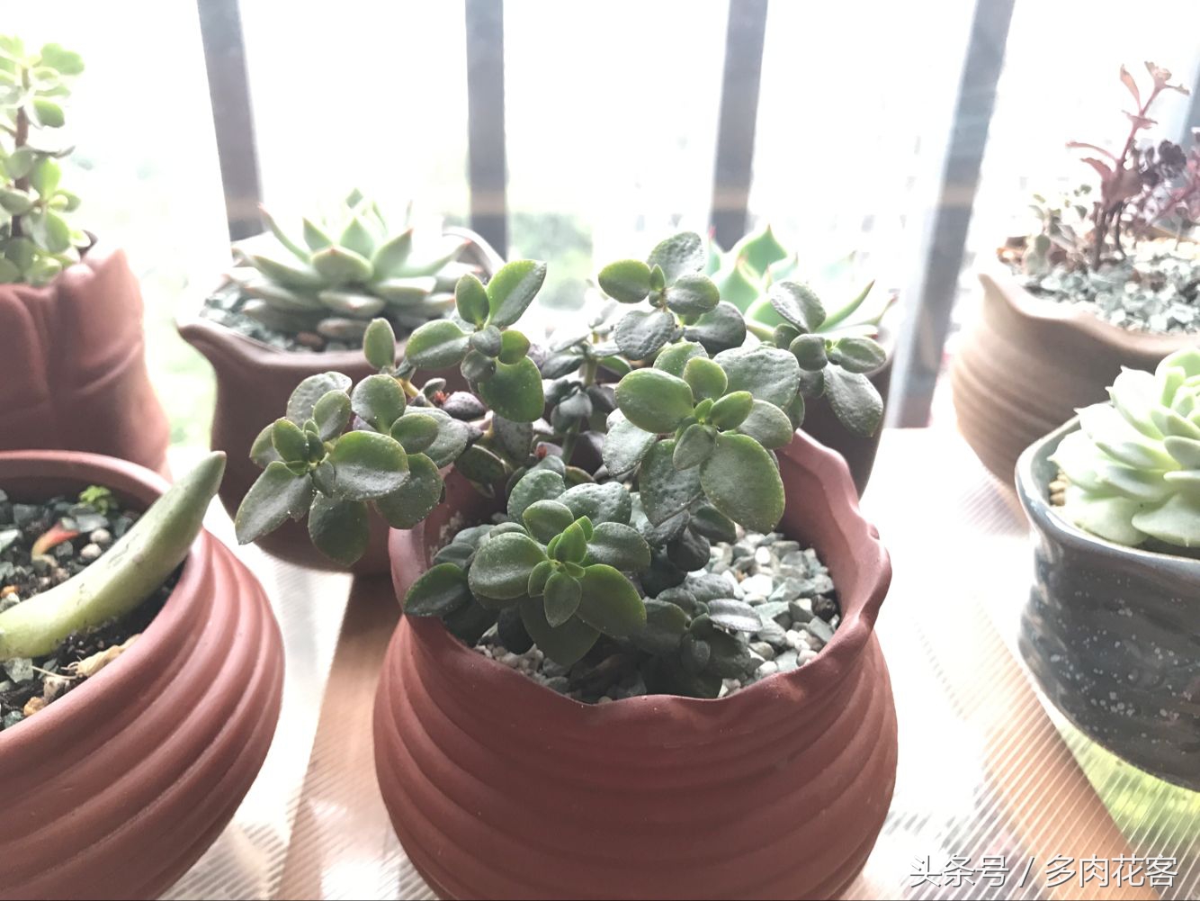 夏天多肉晒伤后怎么补救,多肉在夏季晒伤怎么办