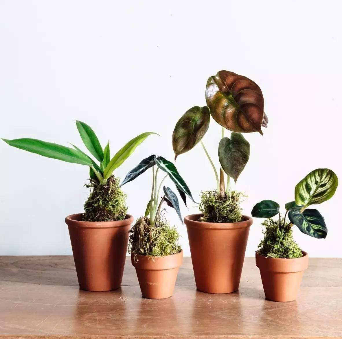 卖的最好的植物店,植物店能买到哪些植物