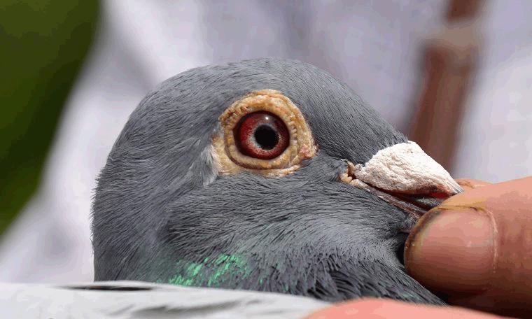 比利时信鸽国家赛,2020年比利时赛鸽国家赛实况