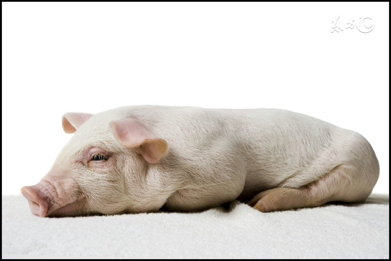 仔猪红痢发病图片,仔猪胀肚拉稀怎么治疗