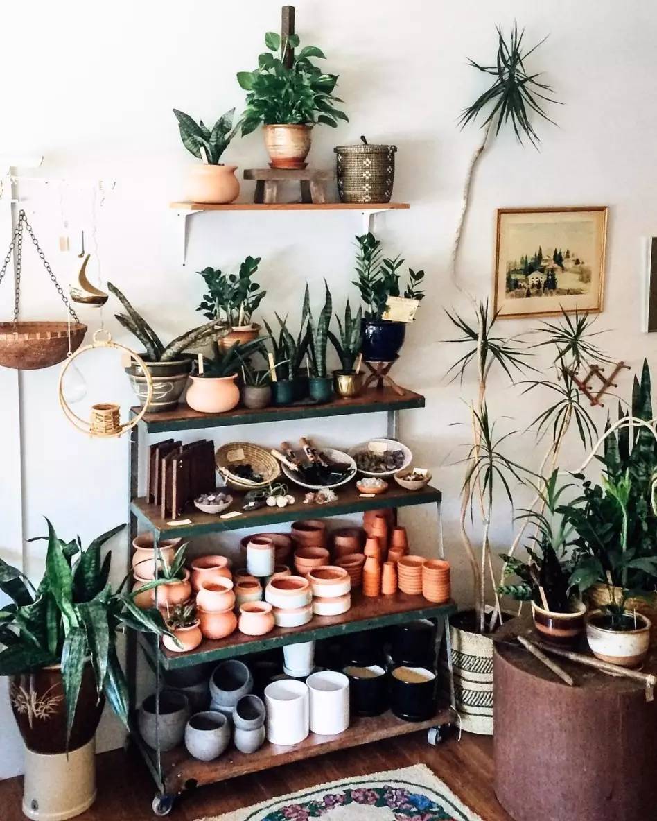 卖的最好的植物店,植物店能买到哪些植物