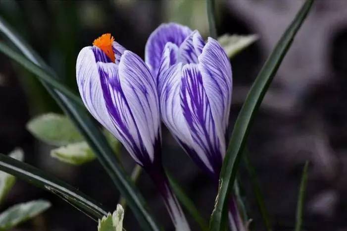 罕见的花红色,正宗藏红花西藏的藏红花
